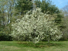Harrisville apple tree